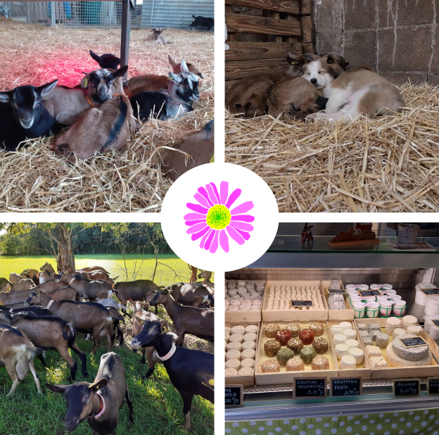 producteur de fromage de chèvre à Garchy près de Charité-sur-loire dans la Nièvre 58