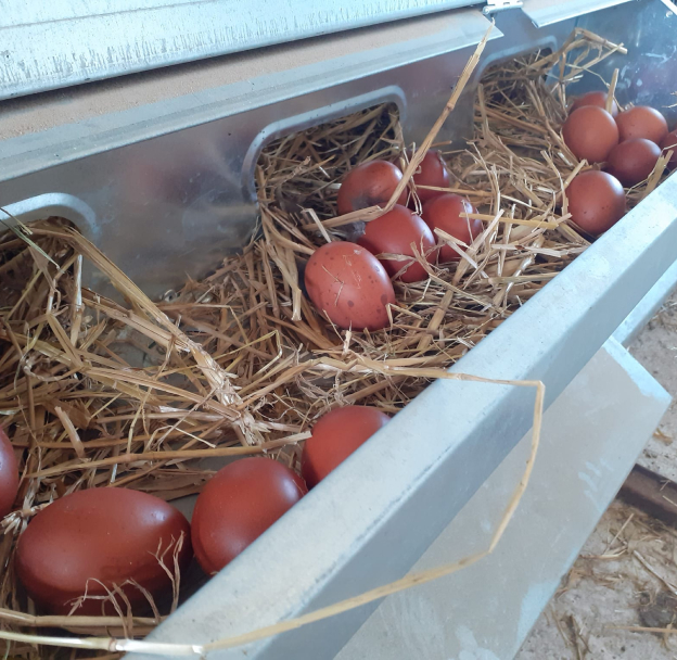 vente de terrines de poules à Garchy près de Charité-sur-loire dans la Nièvre 58