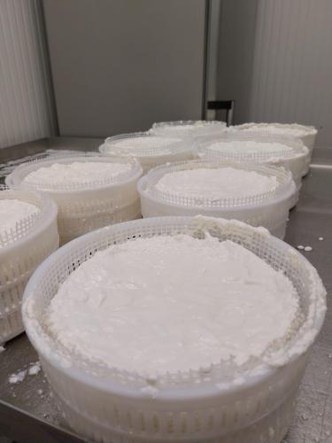 Ça y est, c'est reparti en fromagerie !